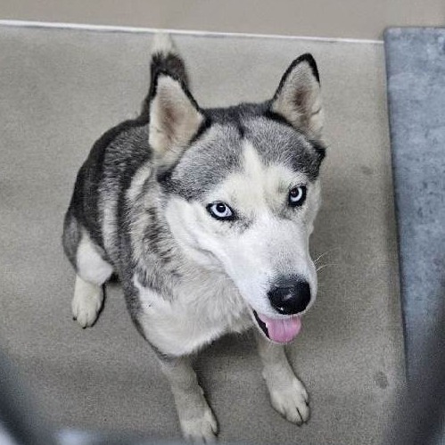 Kennel#34 Nova's preview photo