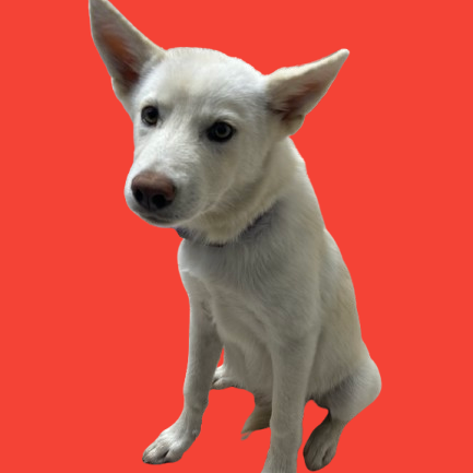  Photo of TUSC-Stray-82141