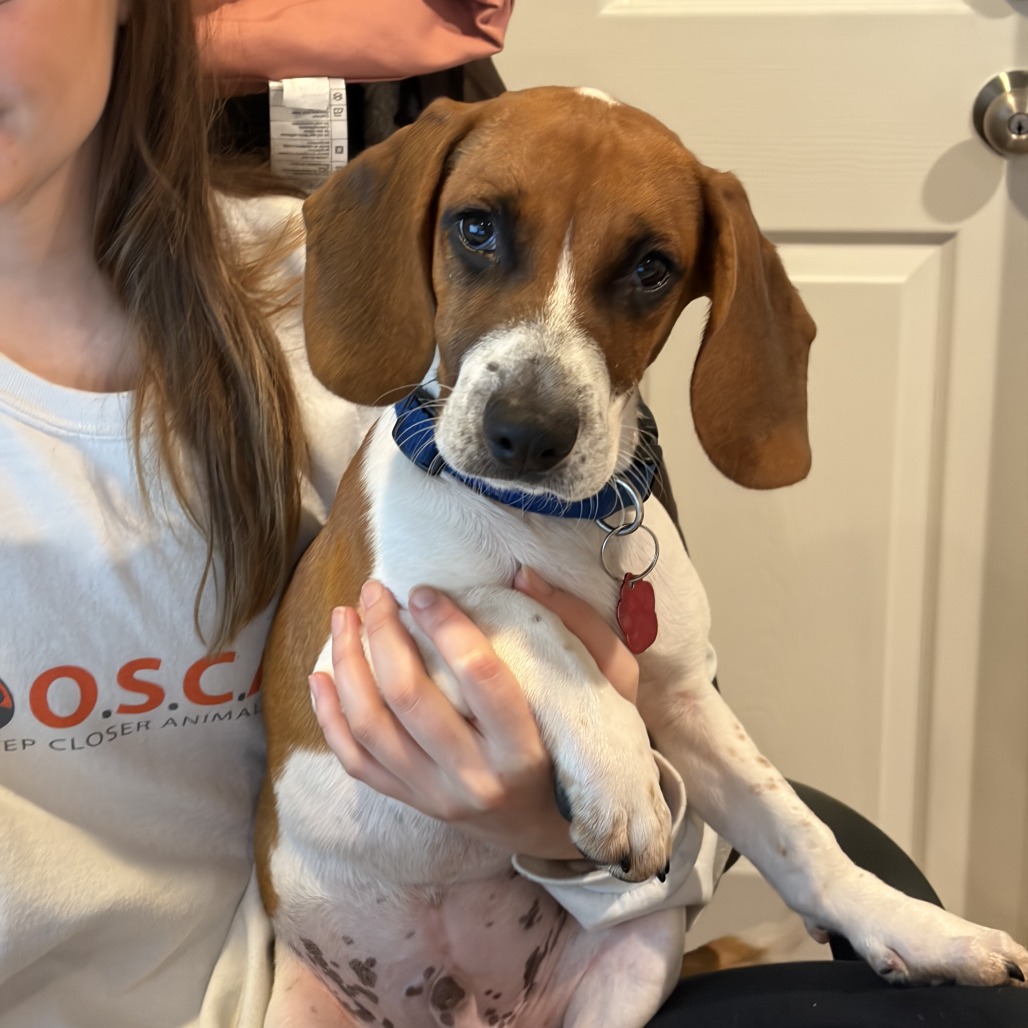 BRIAN - Beagle / Terrier, Jack Russell available for adoption