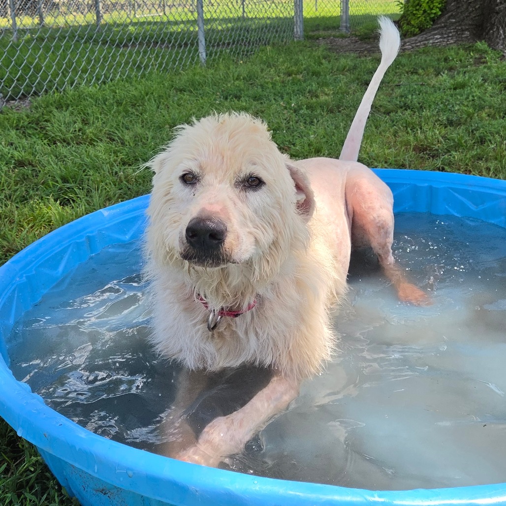 Shaggy photo 7