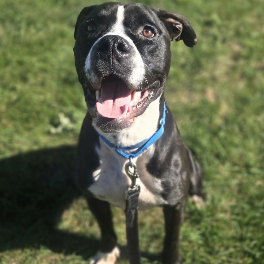 Bubba