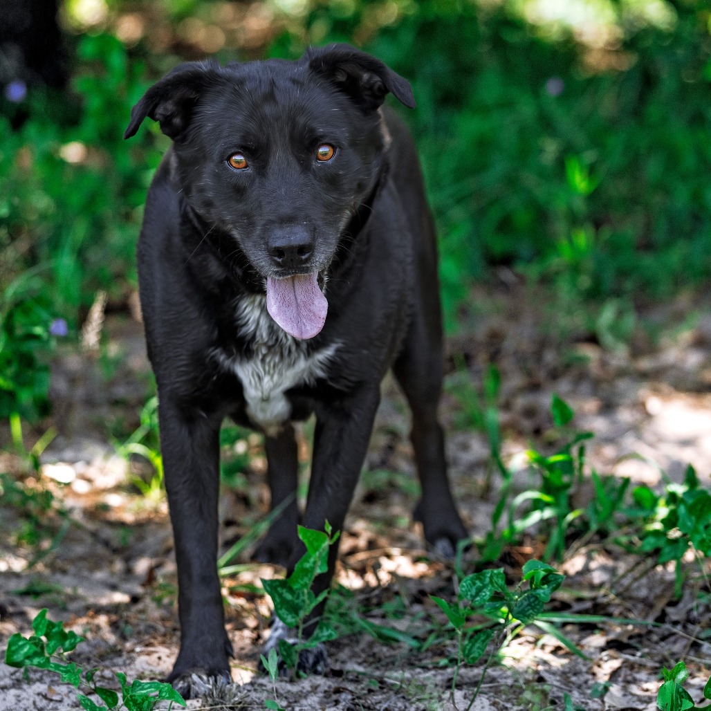 Photo of Roscoe