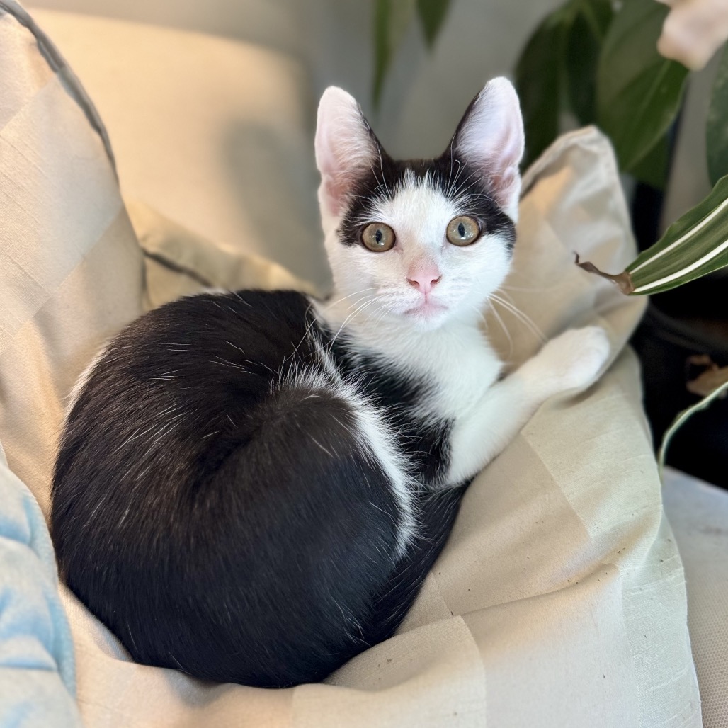 Vanilla, photo 13