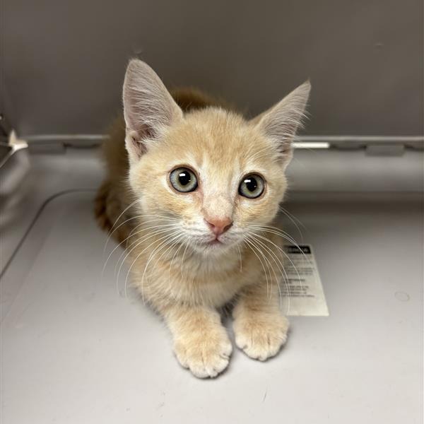 LEANNO - Domestic Medium Hair available for adoption