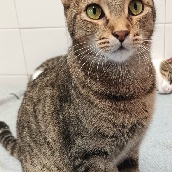 Image of Dotty looking at the camera