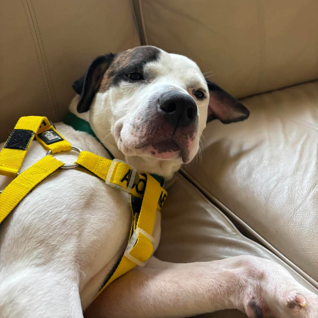 Pleasant Pup, photo 17