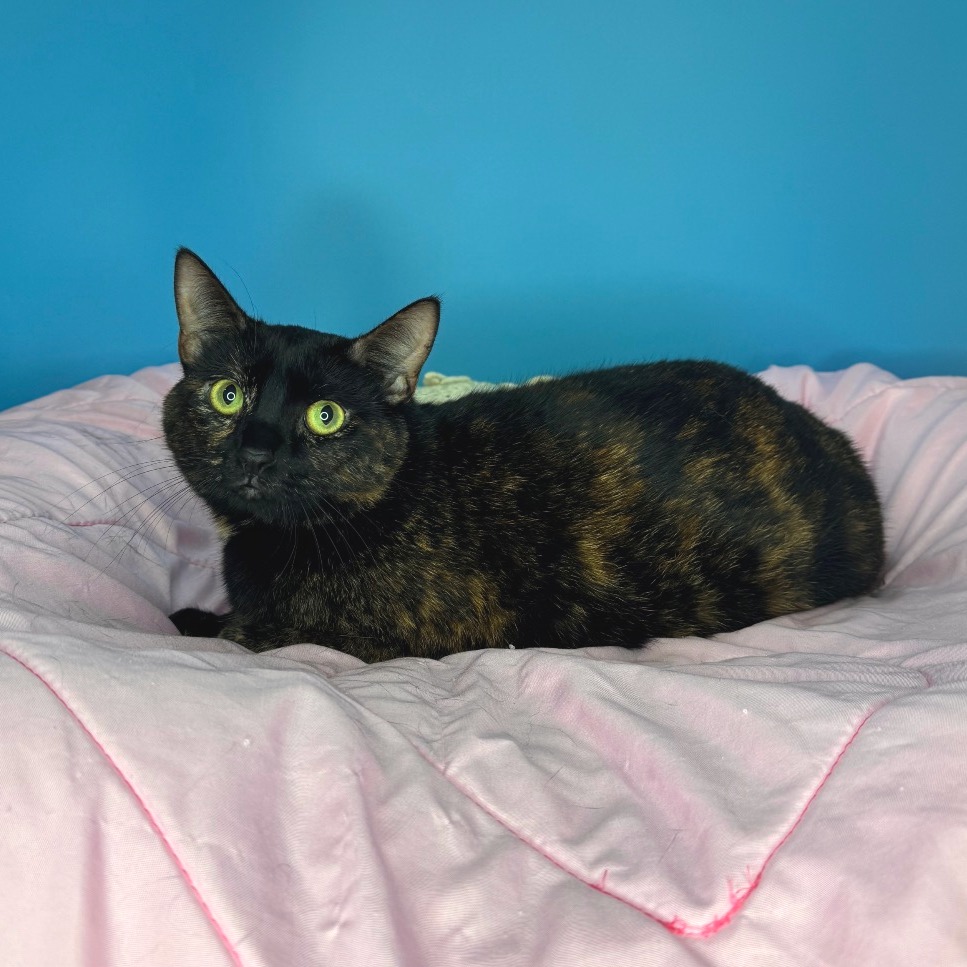 EMMY - Domestic Shorthair available for adoption