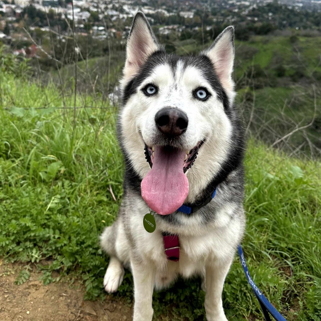 Siberian Husky