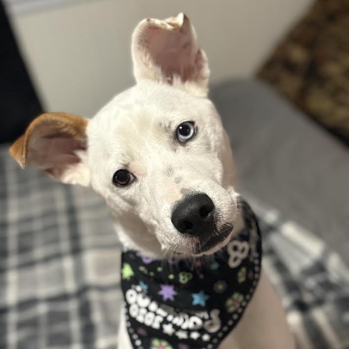 Little Lady — thumbnail 7