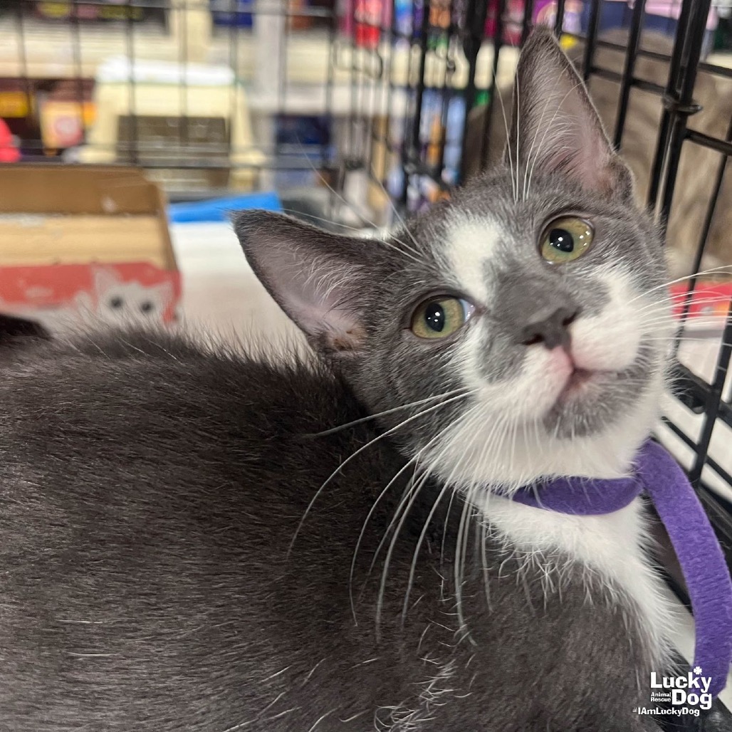 ZAXBY - Domestic Shorthair available for adoption