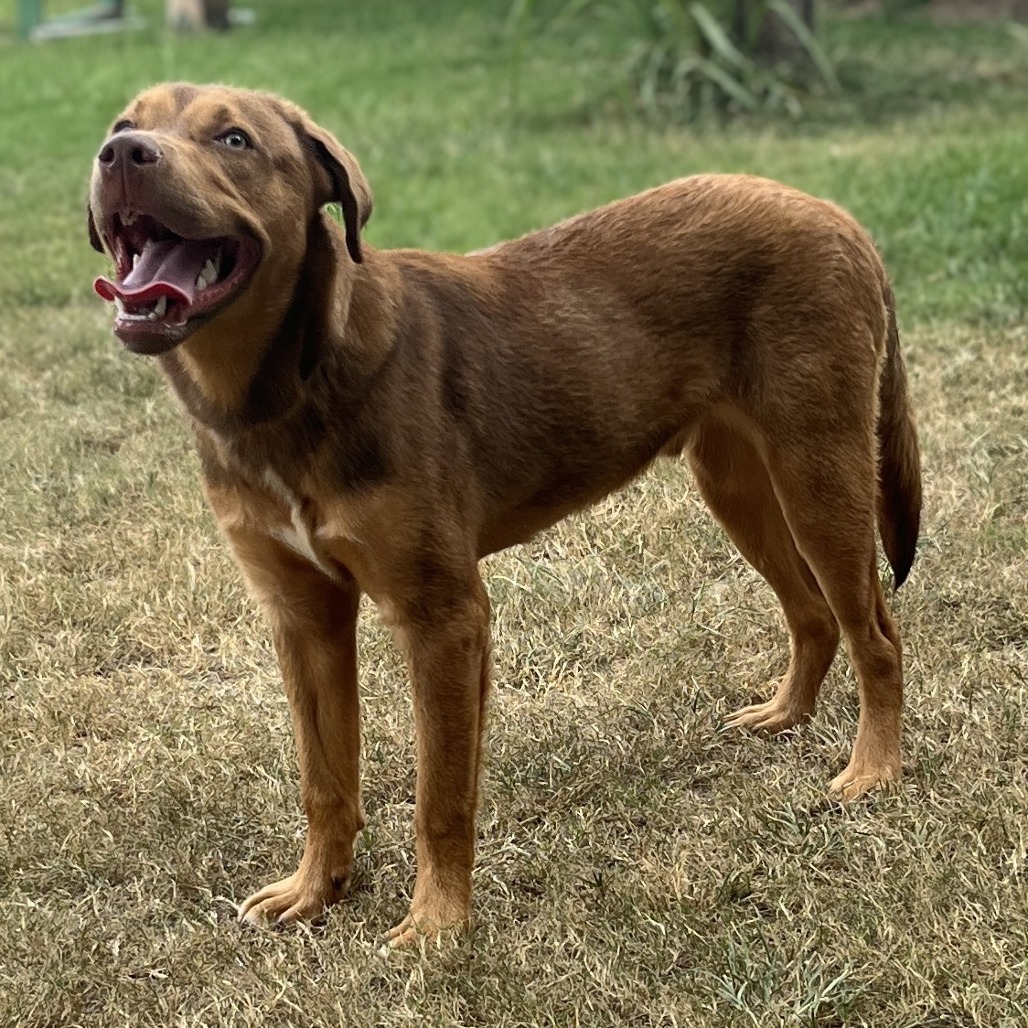 SPARKLES (BOB) - Mixed Breed (Medium) available for adoption