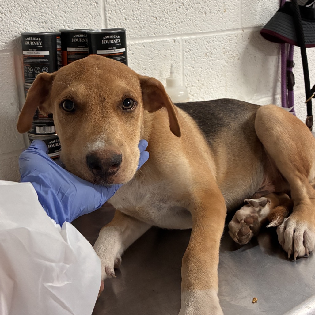 CASHEW - Shepherd available for adoption