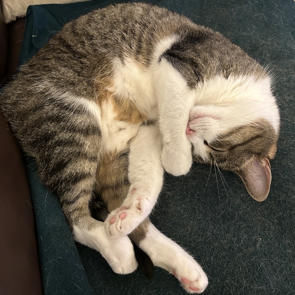 Gigi, photo 8