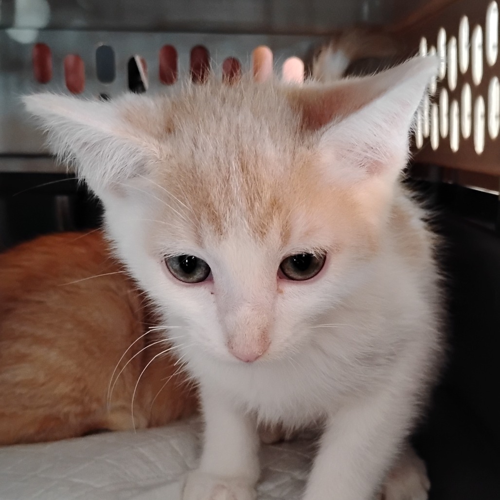 JELLO - Domestic Shorthair available for adoption