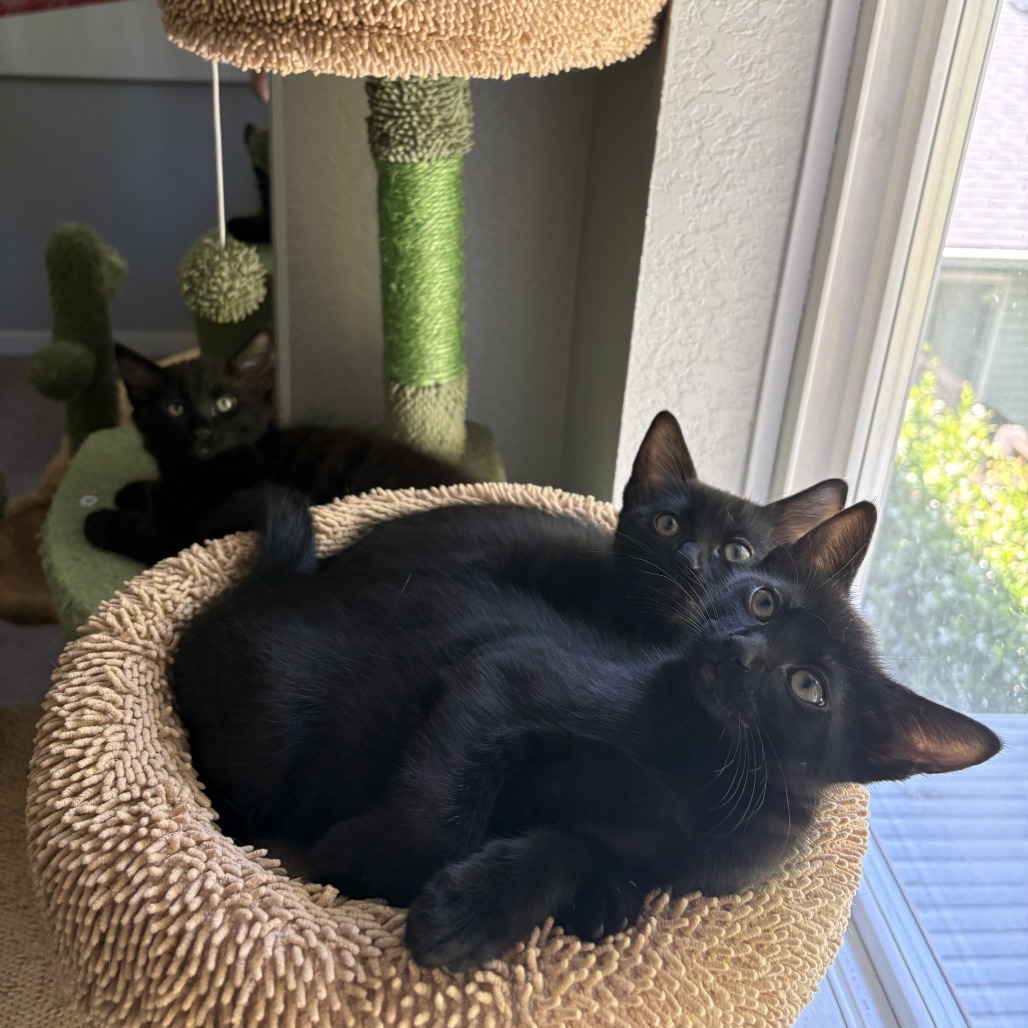 SAM - Domestic Shorthair for adoption in Gresham