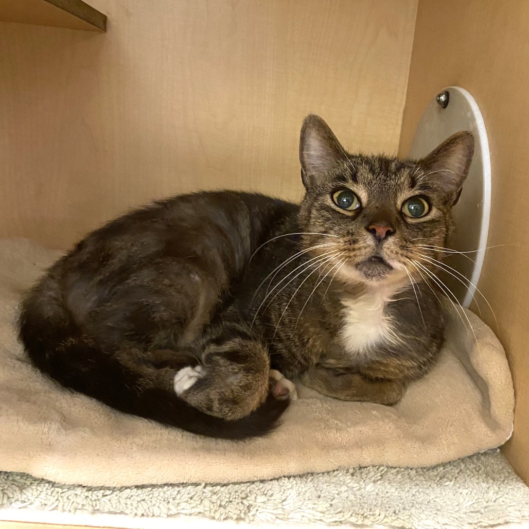 PRECIOUS ERNIE - Domestic Shorthair available for adoption