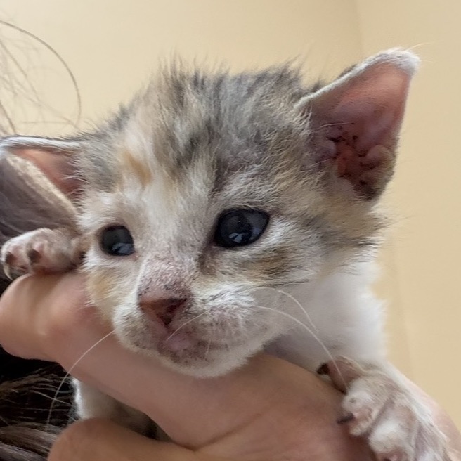 CALYPSO - Domestic Shorthair available for adoption