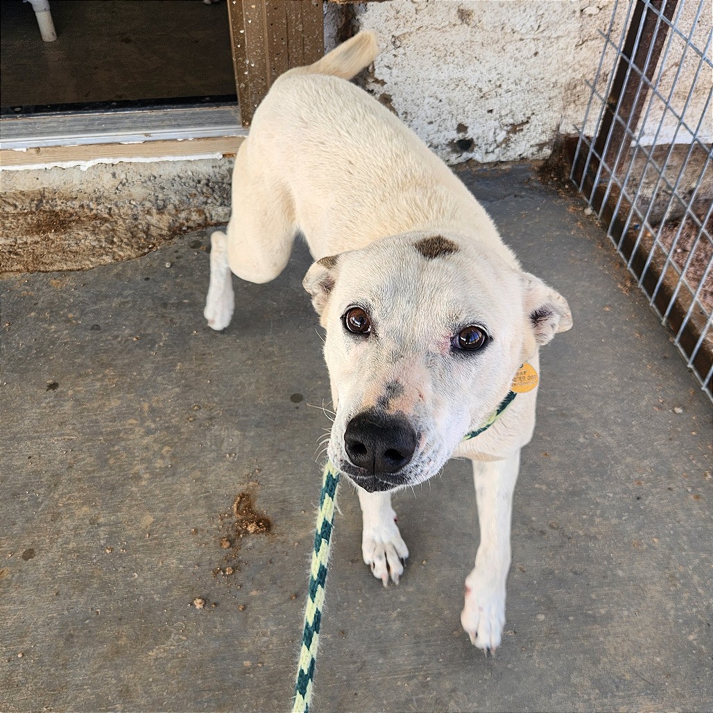 Dottie — thumbnail 5