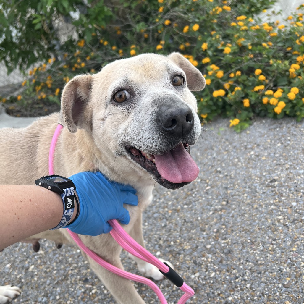 STELLA - Terrier / Staffordshire Bull for adoption in Edinburg