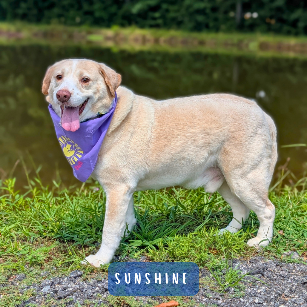 Sunshine 05-1115, photo 10