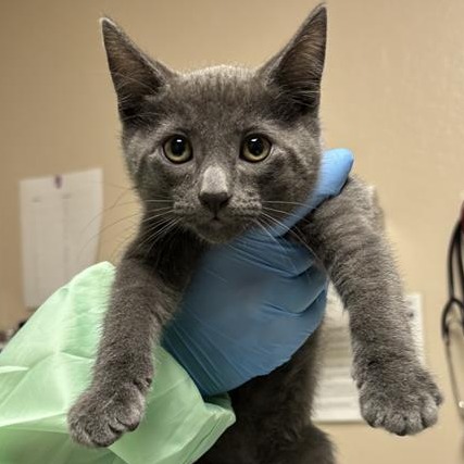 Rhys: Male 3 Domestic Shorthair