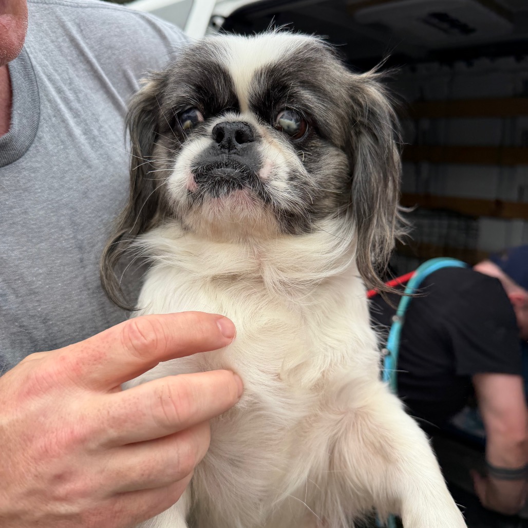Pekingese