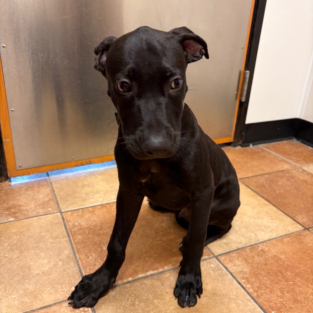 FWT JACOB - Mixed Breed (Medium) available for adoption