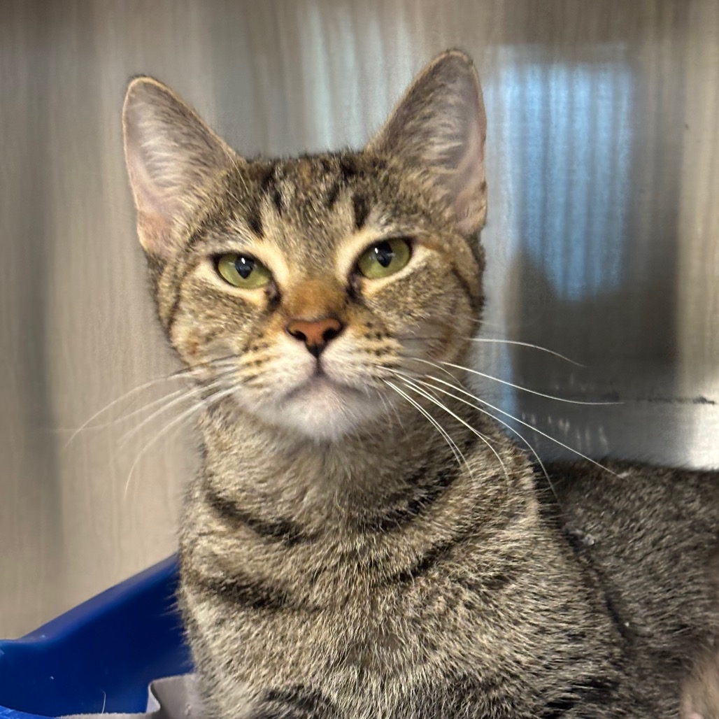FIREFLY - Domestic Shorthair / Domestic Shorthair for adoption in League City