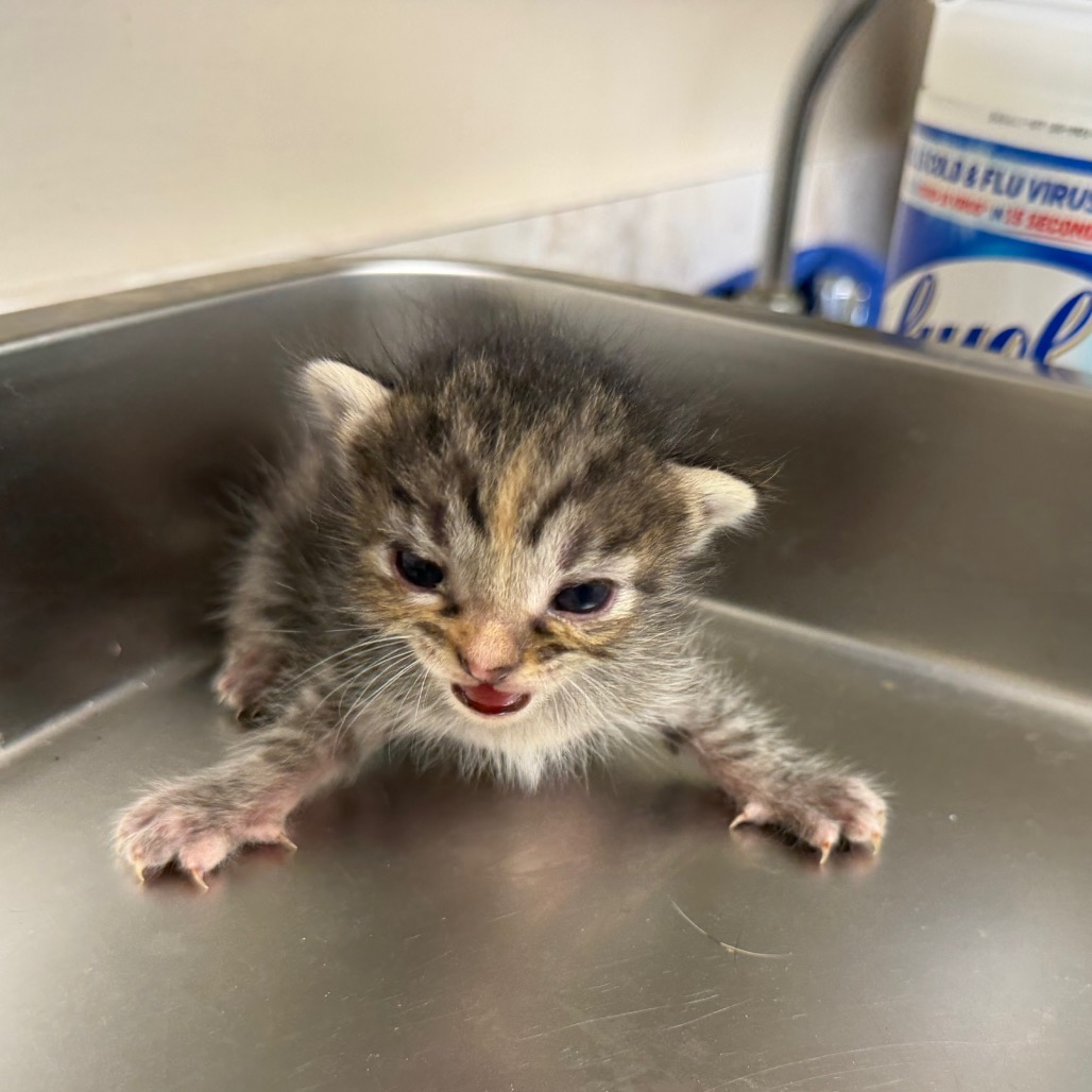  Photo of TUSC-Stray-83596_2_3_4