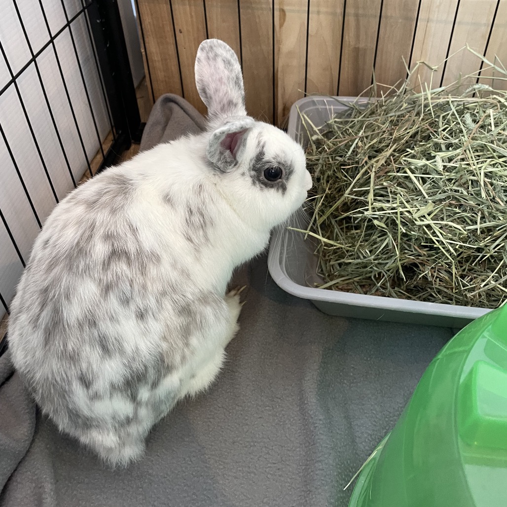 CRACKER BARREL - American available for adoption