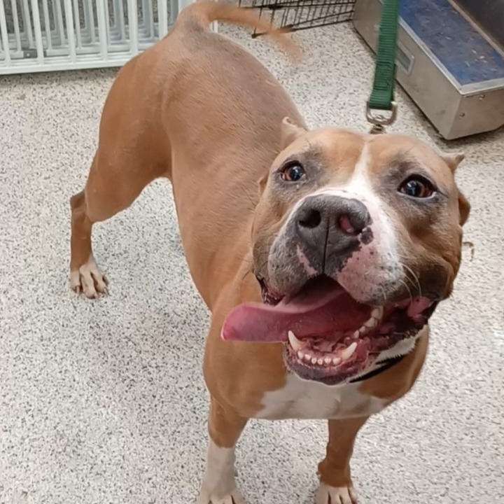 Prince Draco — thumbnail 2