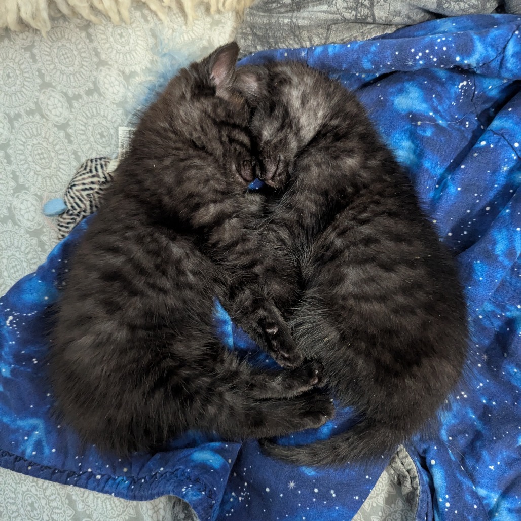 Lentil (Mary Kate) is available for adoption at ASAP Cats