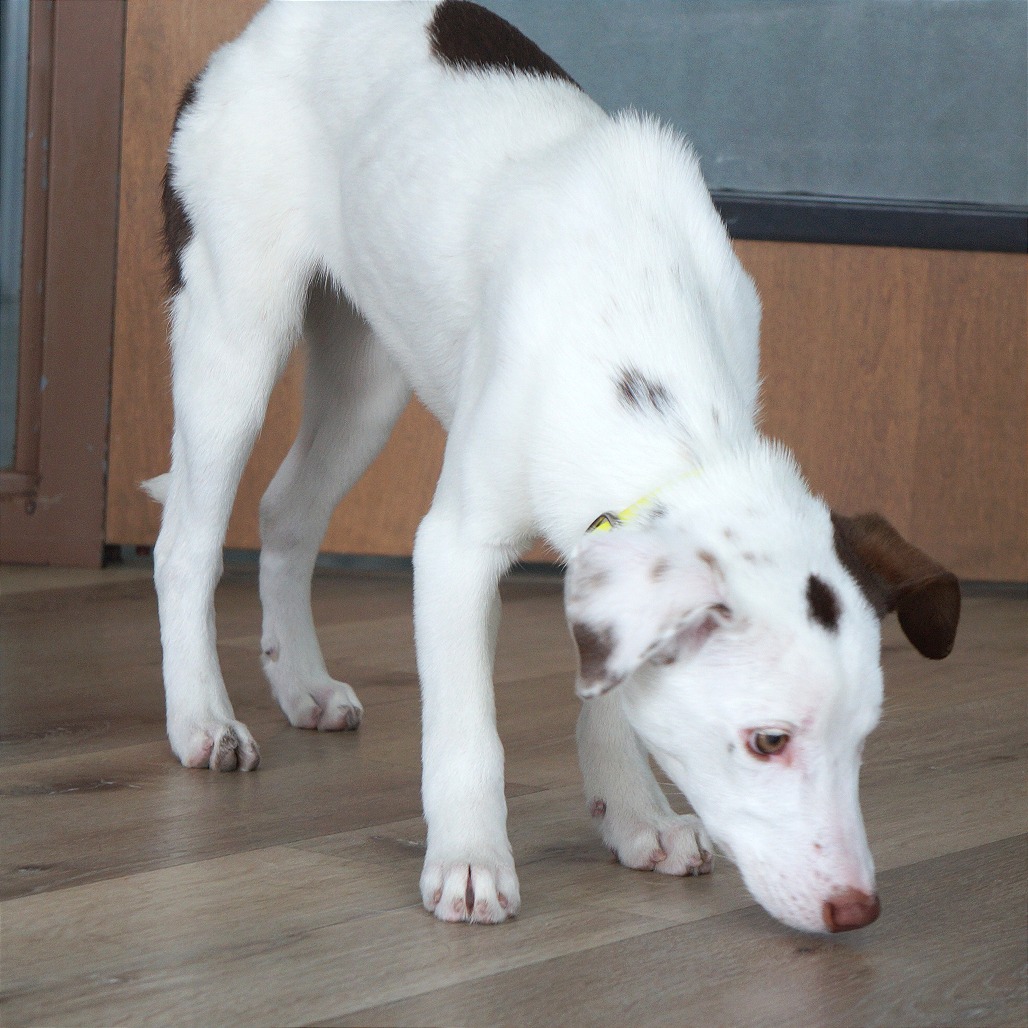 Lizzie — thumbnail 10