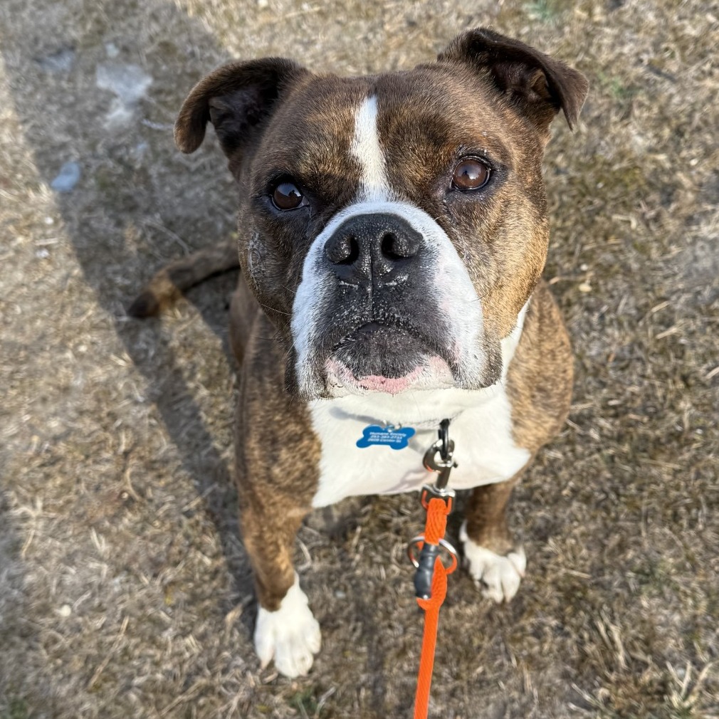 Dozer