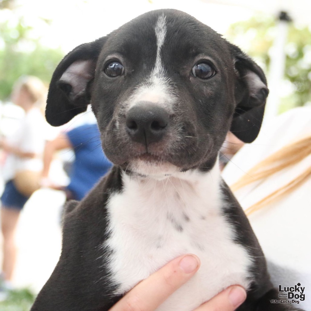 SUGAR - Retriever, Black Labrador / Mix available for adoption