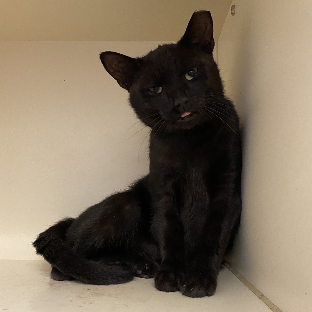 RAVEN - Domestic Shorthair available for adoption