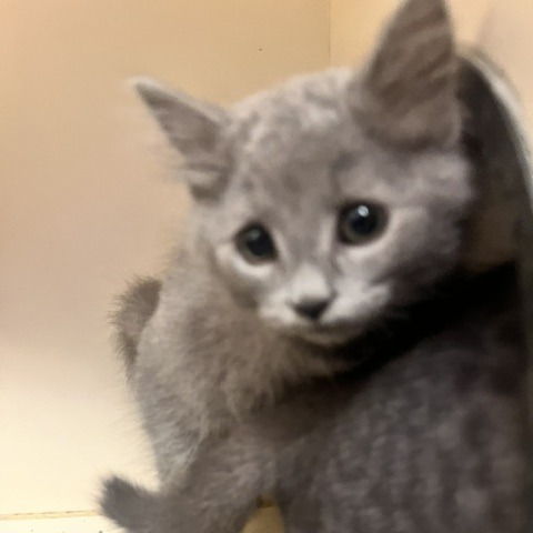 CRYPT - Domestic Shorthair available for adoption