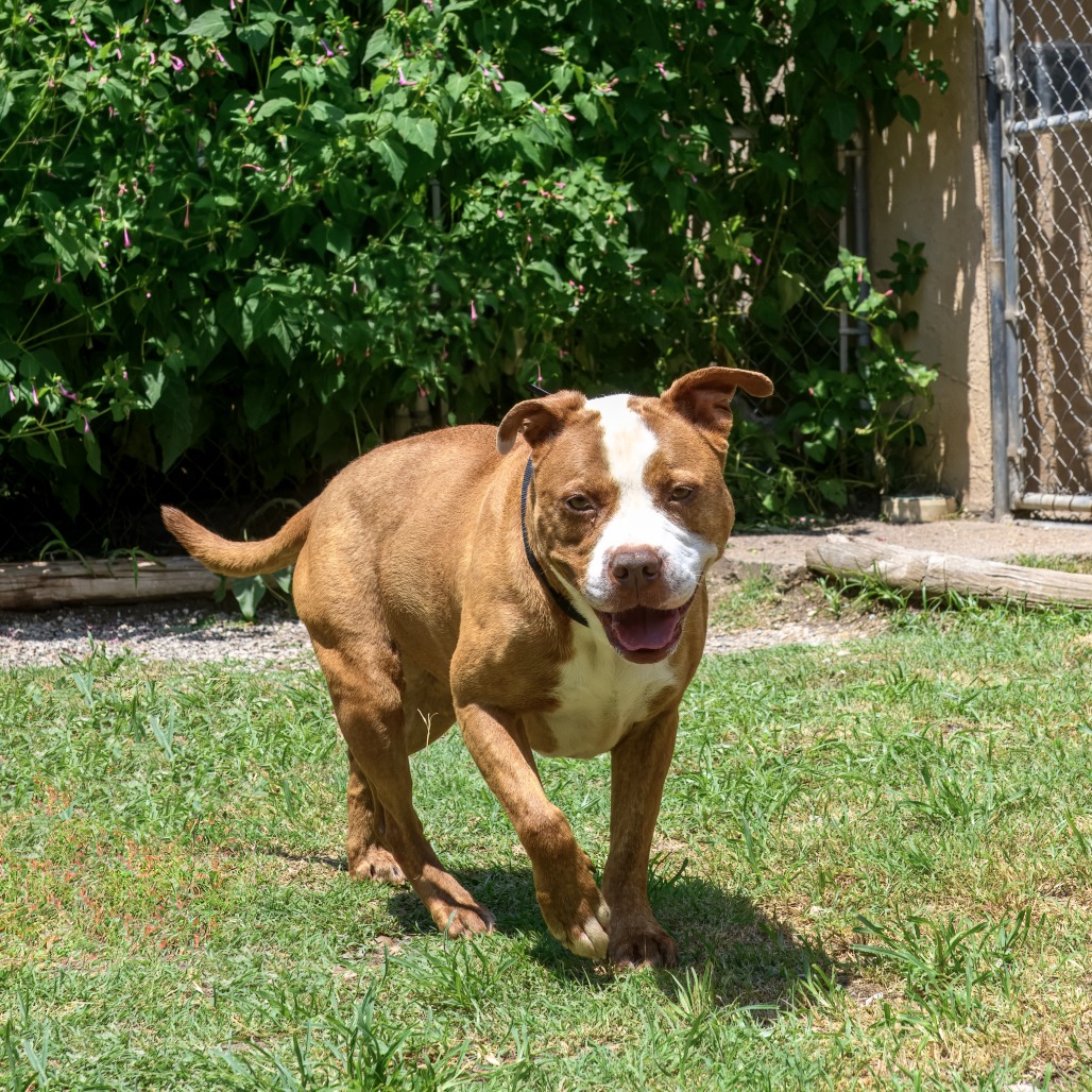 Photo of Remy
