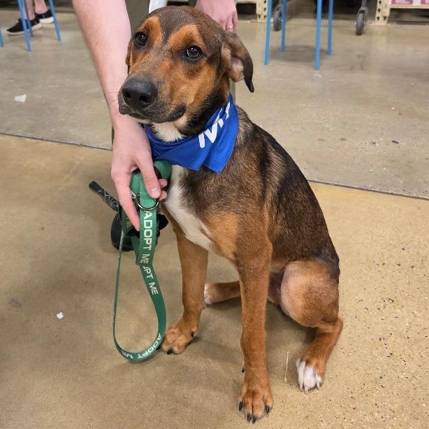 ALIN - Hound available for adoption
