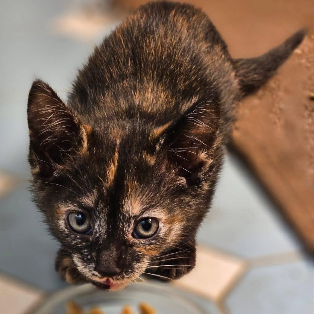 EVANGELINE - Domestic Shorthair available for adoption