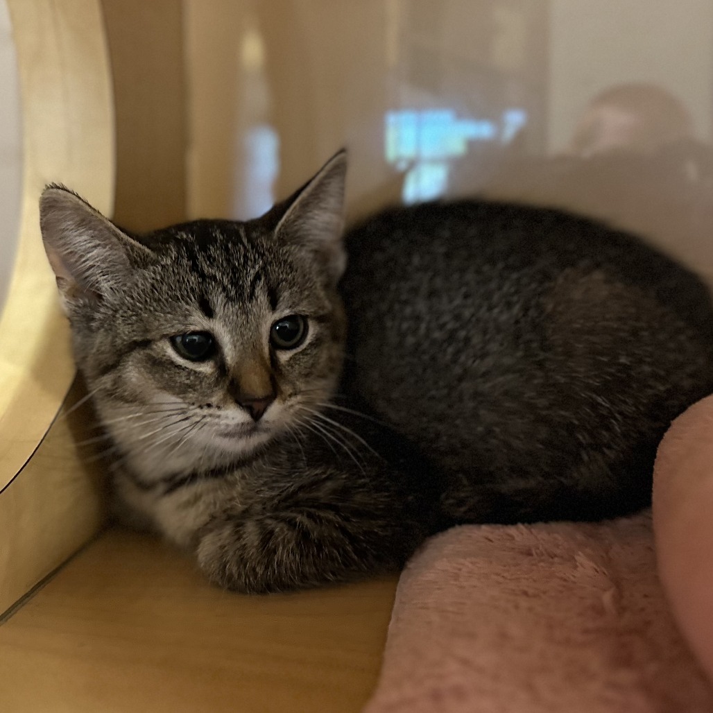 HALLIE - Domestic Shorthair available for adoption