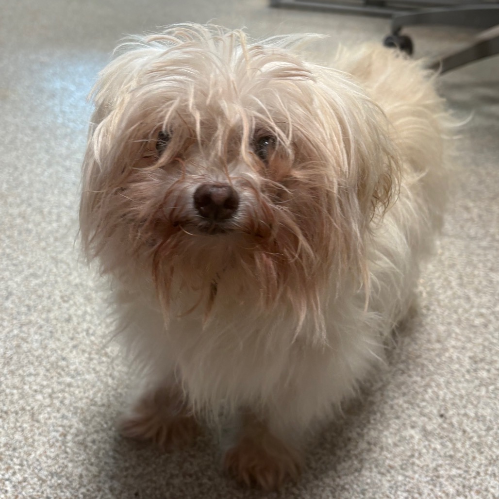 Maltese