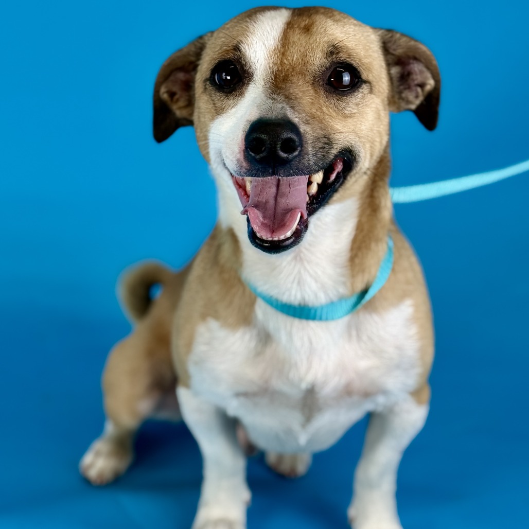 Wishbone — thumbnail 5