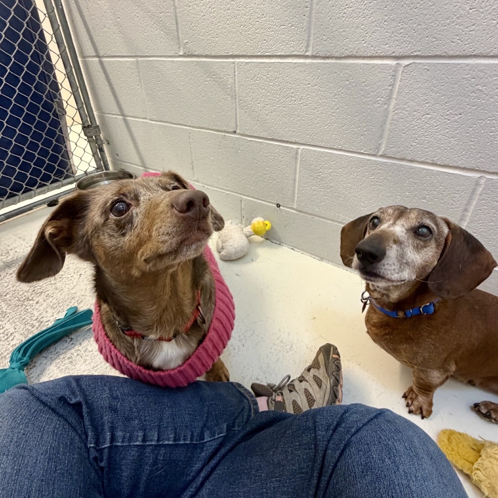 Oscar — thumbnail 4