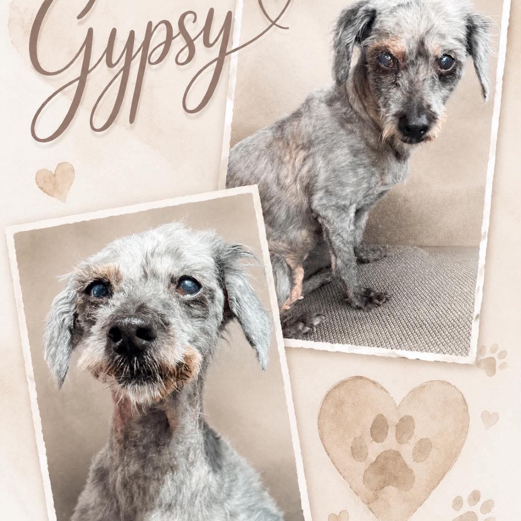 Gypsy