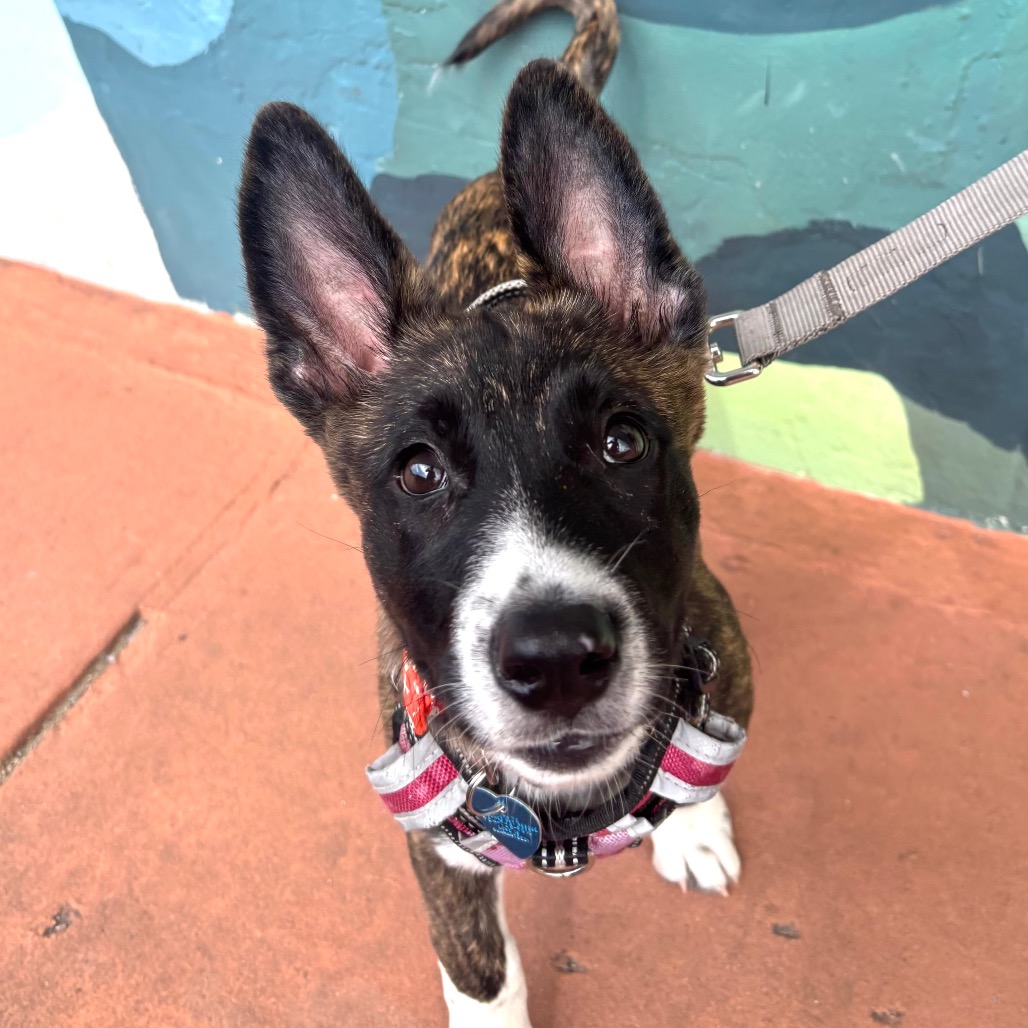 Photo of Zora playing