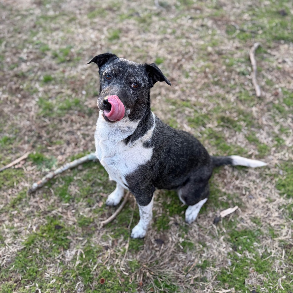 Sienna — thumbnail 3