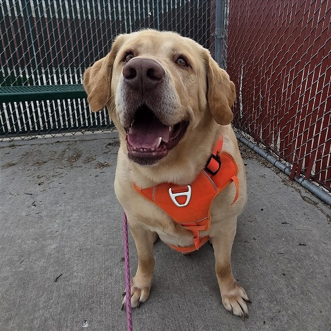 Archie is available for adoption at Humane Society of Utah