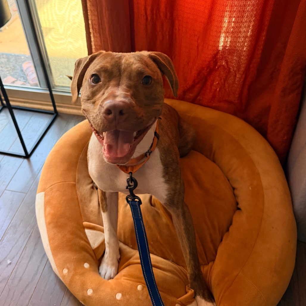 Patch, photo 27