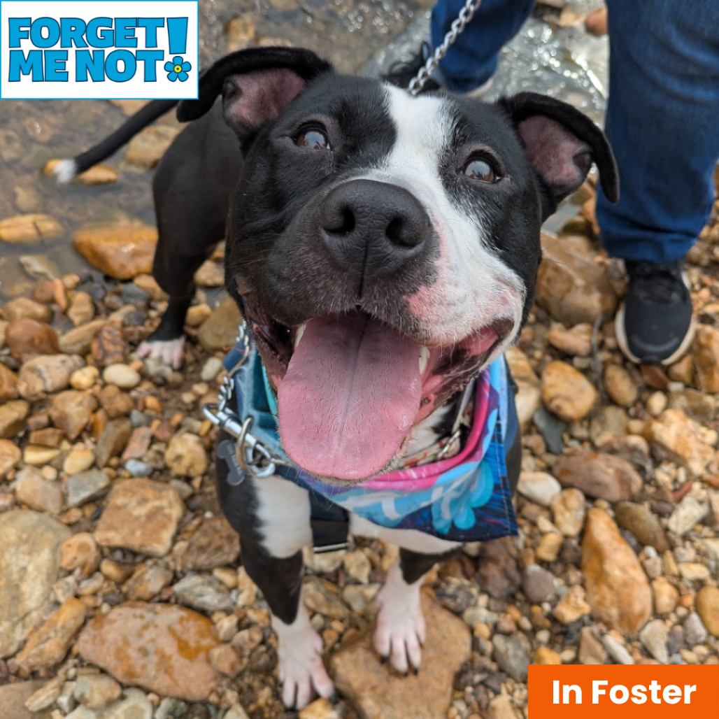 LADY MISS KIER - Terrier / American Pit Bull available for adoption